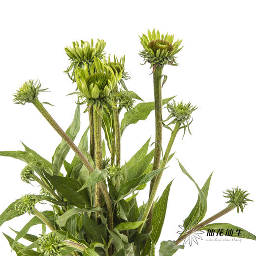 配花 | 彩虹糖（5-8支左右） 商品图4