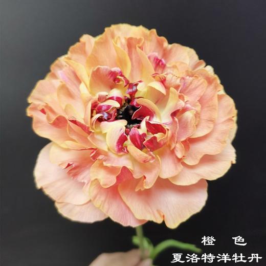 日本 charlotte夏洛特洋牡丹 5支 商品图2