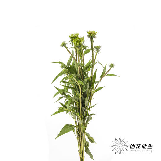 配花 | 彩虹糖（5-8支左右） 商品图5
