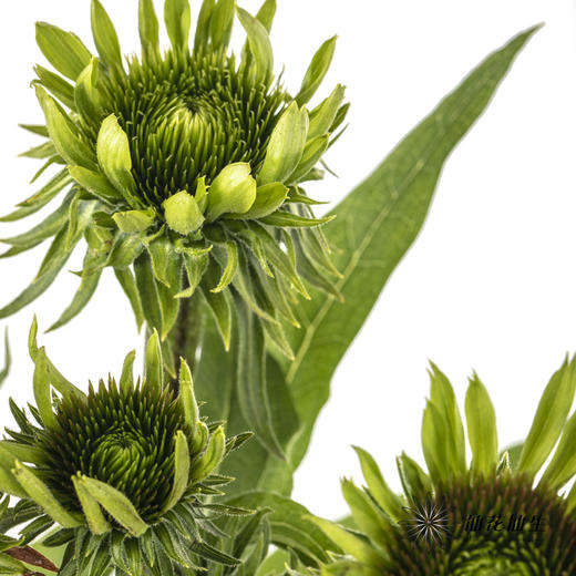 配花 | 彩虹糖（5-8支左右） 商品图2