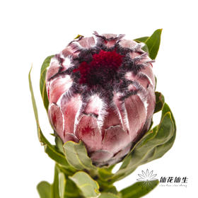 杨月季花材 ｜ 公主红宝石