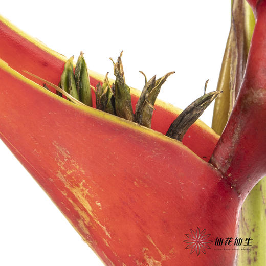 配花 ｜ 蟹钳【如有瑕疵 不售后 介意勿拍】 商品图5