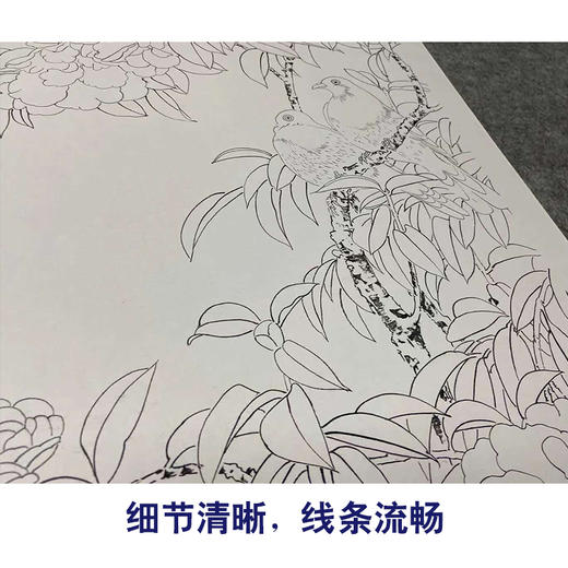 【四条屏】王庆升工笔画白描底稿《春花集锦》牡丹锦鸡临摹勾线花鸟线稿TP36 商品图4