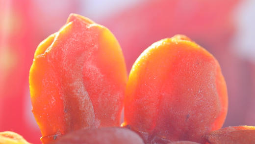 临朐微霜流心柿饼  精选礼盒3斤装  出口级品质    产地直发 商品图5