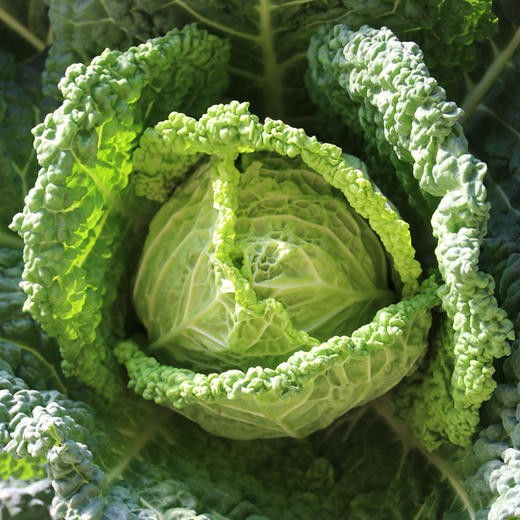 新品种 皱叶甘蓝 叶子皱似白菜 甘蓝口感 适合清炒  口感清脆 400g 商品图6