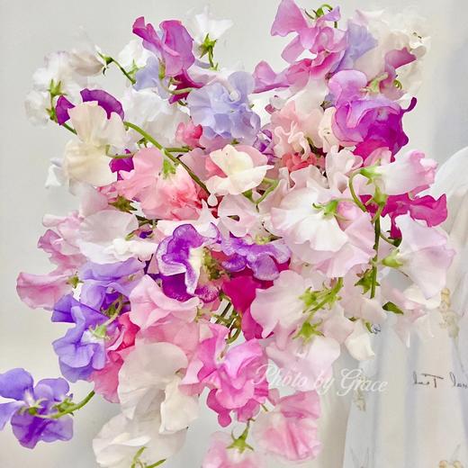 日本进口花材香豌豆10支 商品图5