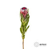 杨月季花材 ｜ 公主红宝石 商品缩略图5