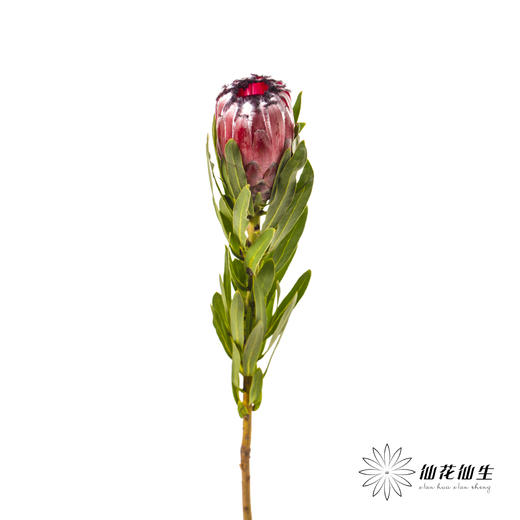 杨月季花材 ｜ 公主红宝石 商品图5