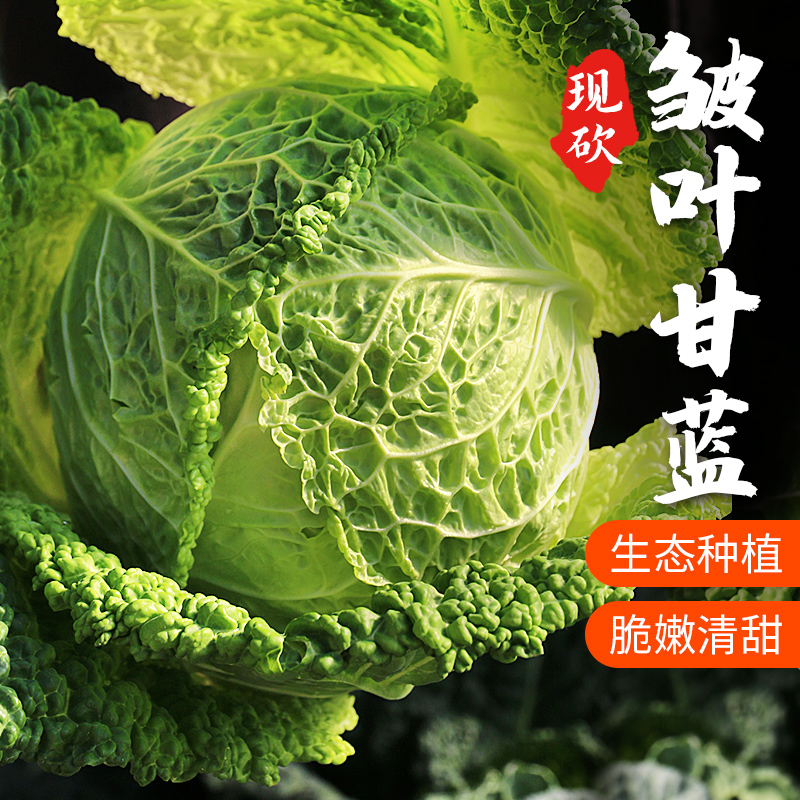 新品种 皱叶甘蓝 叶子皱似白菜 甘蓝口感 适合清炒  口感清脆 400g