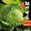 新品种 皱叶甘蓝 叶子皱似白菜 甘蓝口感 适合清炒  口感清脆 400g 商品缩略图0