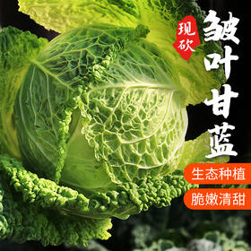 新品种 皱叶甘蓝 叶子皱似白菜 甘蓝口感 适合清炒  口感清脆 400g