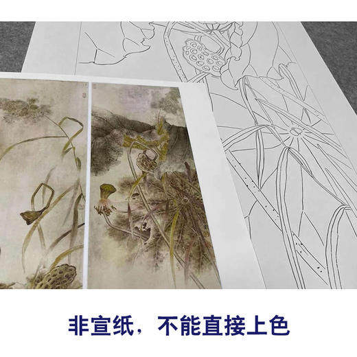 【四条屏】工笔画白描底稿荷花临摹勾线花鸟线稿TP08 商品图2