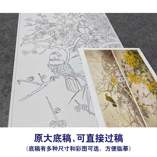 【四条屏】工笔画白描底稿鹦鹉临摹勾线花鸟线稿TP07 商品图1