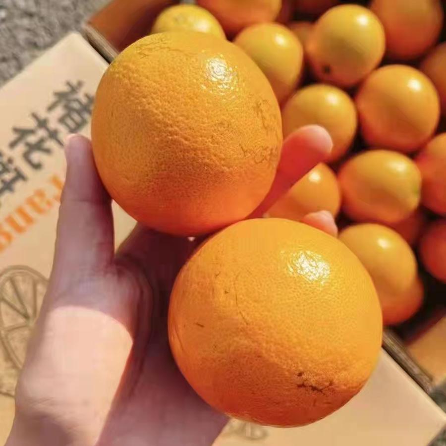 褚花斑褚橙 一份约1000g左右