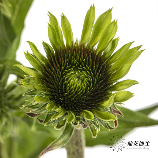 配花 | 彩虹糖（5-8支左右） 商品图0