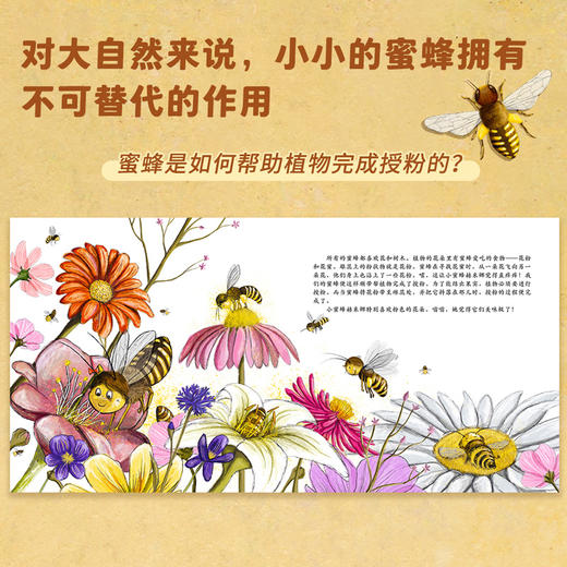【直播专享·3岁+】德国环保科普绘本（小蜜蜂+小海豹）（共2册） 商品图4