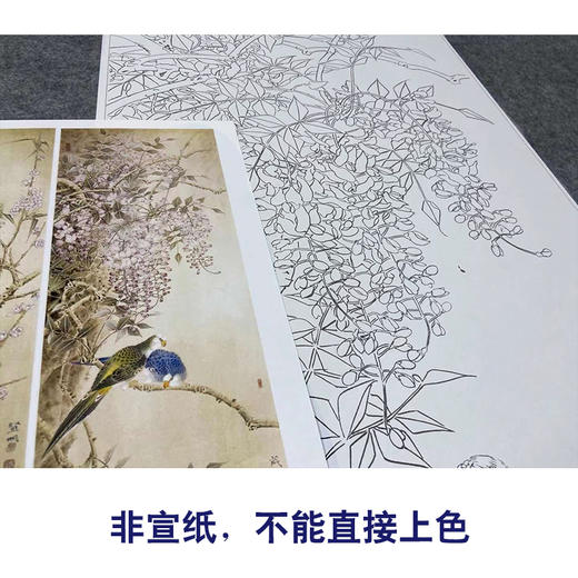【四条屏】工笔画白描底稿鹦鹉临摹勾线花鸟线稿TP07 商品图2