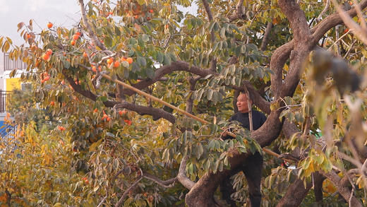 临朐微霜流心柿饼  精选礼盒3斤装  出口级品质    产地直发 商品图7