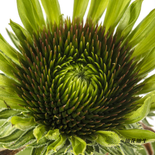 配花 | 彩虹糖（5-8支左右） 商品图3