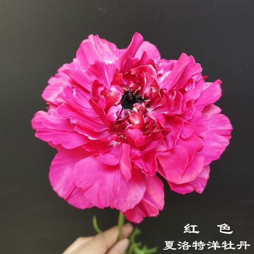 日本 charlotte夏洛特洋牡丹 5支 商品图3