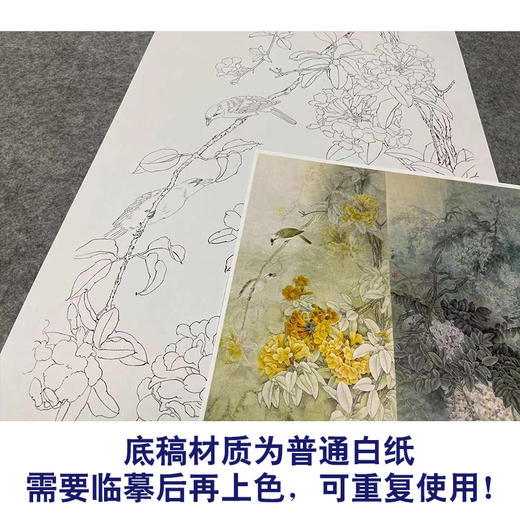 【四条屏】周中耀工笔画白描底稿牵牛花临摹勾线花鸟线稿TP33 商品图3