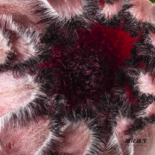 杨月季花材 ｜ 公主红宝石 商品图2