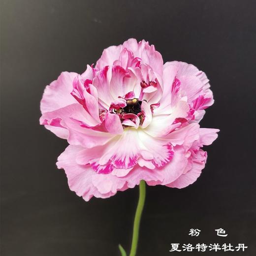 日本 charlotte夏洛特洋牡丹 5支 商品图1