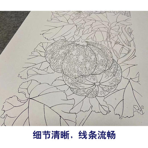 【四条屏】龚雪青工笔画白描底稿南瓜临摹勾线高清打印稿XQ70 商品图4