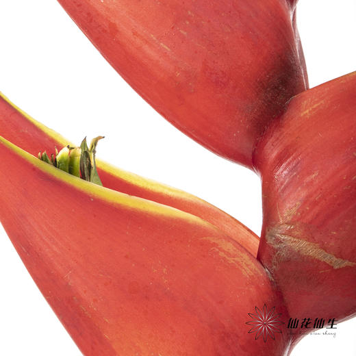 配花 ｜ 蟹钳【如有瑕疵 不售后 介意勿拍】 商品图3