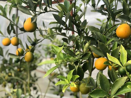 【严选】一米金橘415g/盒（厂家直发） 商品图3