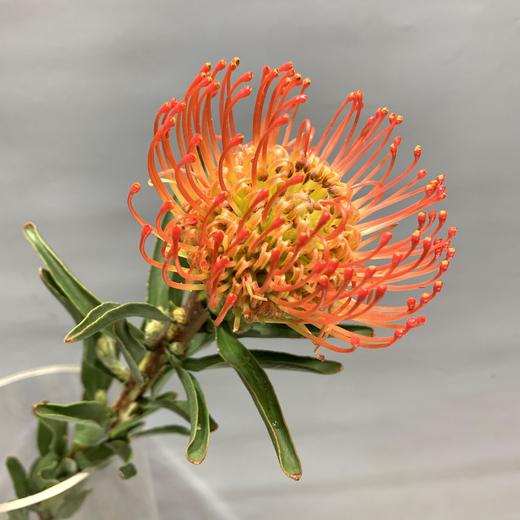 进口-针垫（红色） 商品图1