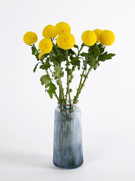 乒乓菊 商品图1