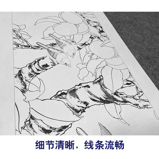 【四条屏】工笔画白描底稿石榴葡萄临摹勾线花鸟线稿TP15 商品图4