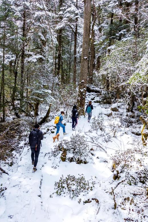 【拼包车出行 | 自由安排   | 邓生沟一日游直通车】林深雪美无高反，大熊猫的后花园——邓生沟 商品图2