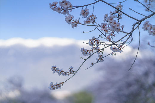 3月25确定出发【藏地花开】醉美西藏林芝•波密桃花深度行摄7天 商品图14