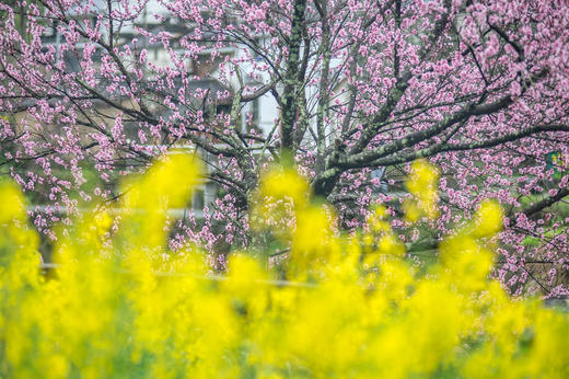 3月15日确定出发【江西】婺源春季油菜花•五里桃花村•新安江画廊五天摄影 商品图6