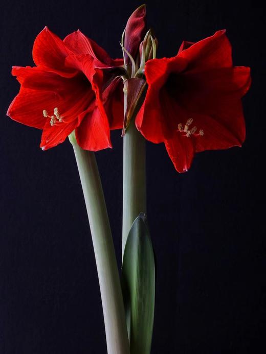 【周四秒杀】朱顶红2枝 59.8元 商品图1