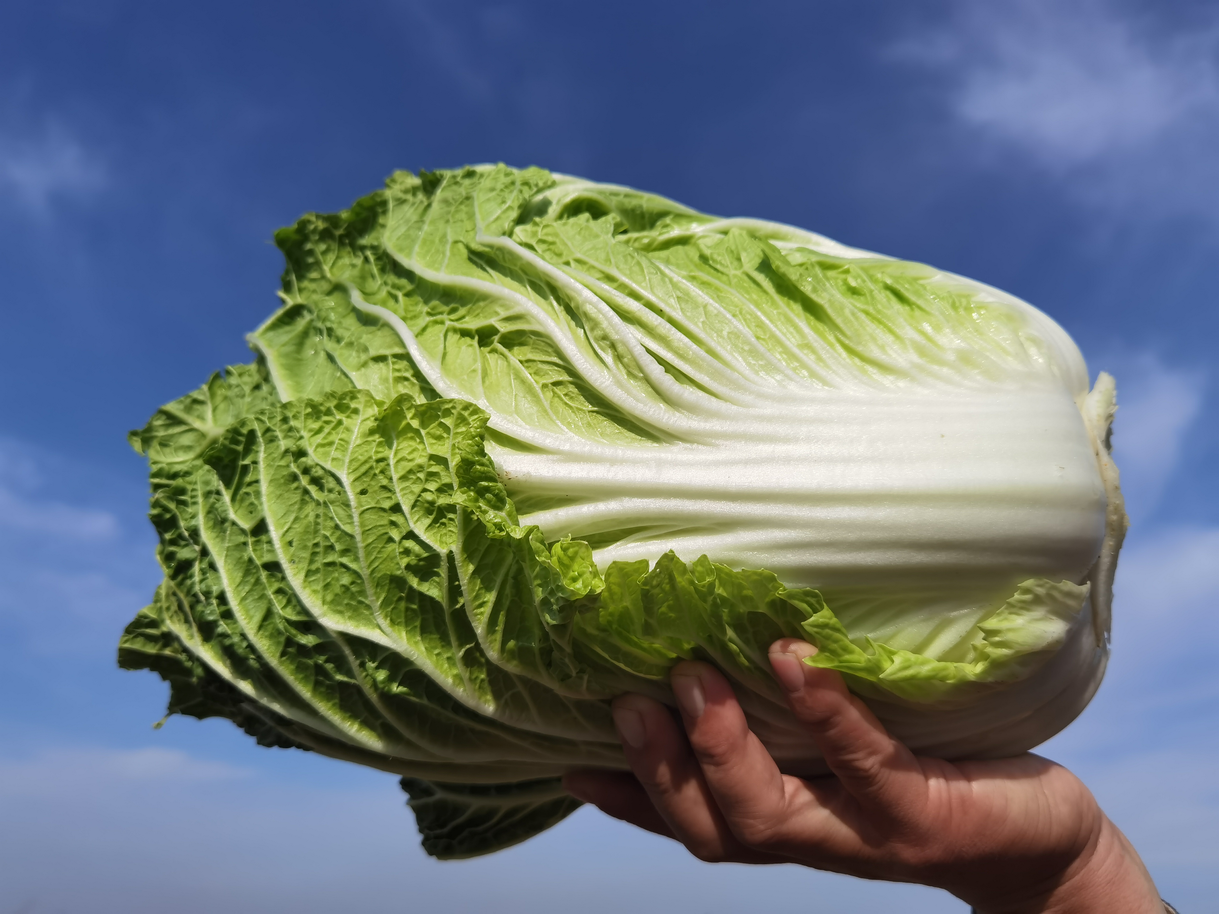 大白菜pe，大白菜pe解除开机密码