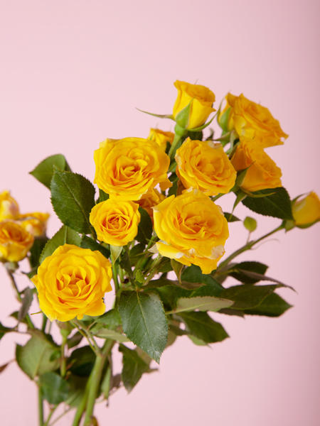 梦幻芭比多头玫瑰 商品图1