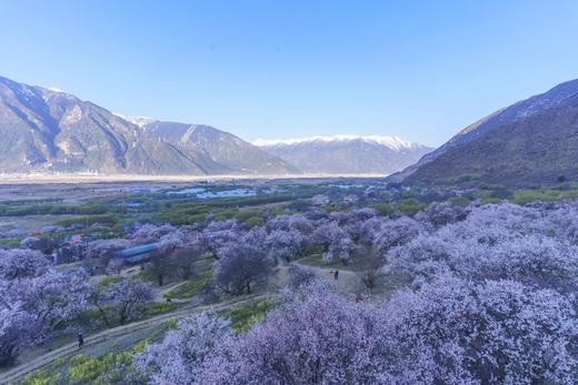 3月25确定出发【藏地花开】醉美西藏林芝•波密桃花深度行摄7天 商品图8