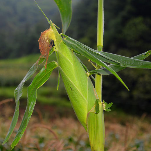 云南高原双色水果玉米  脆甜多汁   个头均匀饱满   口感甘甜而鲜嫩  斤装包邮发出！ 商品图7