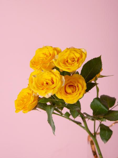 梦幻芭比多头玫瑰 商品图0