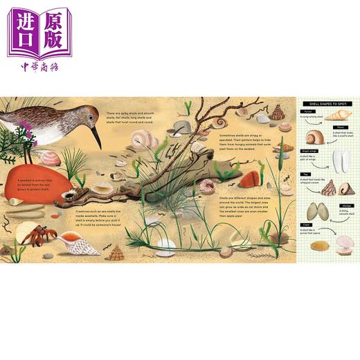 【中商原版】Look What I Found at the Seaside 看看我在海边发现了什么 英文原版 儿童绘本图画书 海洋生物 科普知识百科 商品图3
