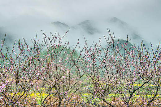 3月15日确定出发【江西】婺源春季油菜花•五里桃花村•新安江画廊五天摄影 商品图1