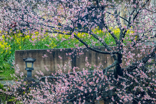 3月15日确定出发【江西】婺源春季油菜花•五里桃花村•新安江画廊五天摄影 商品图13