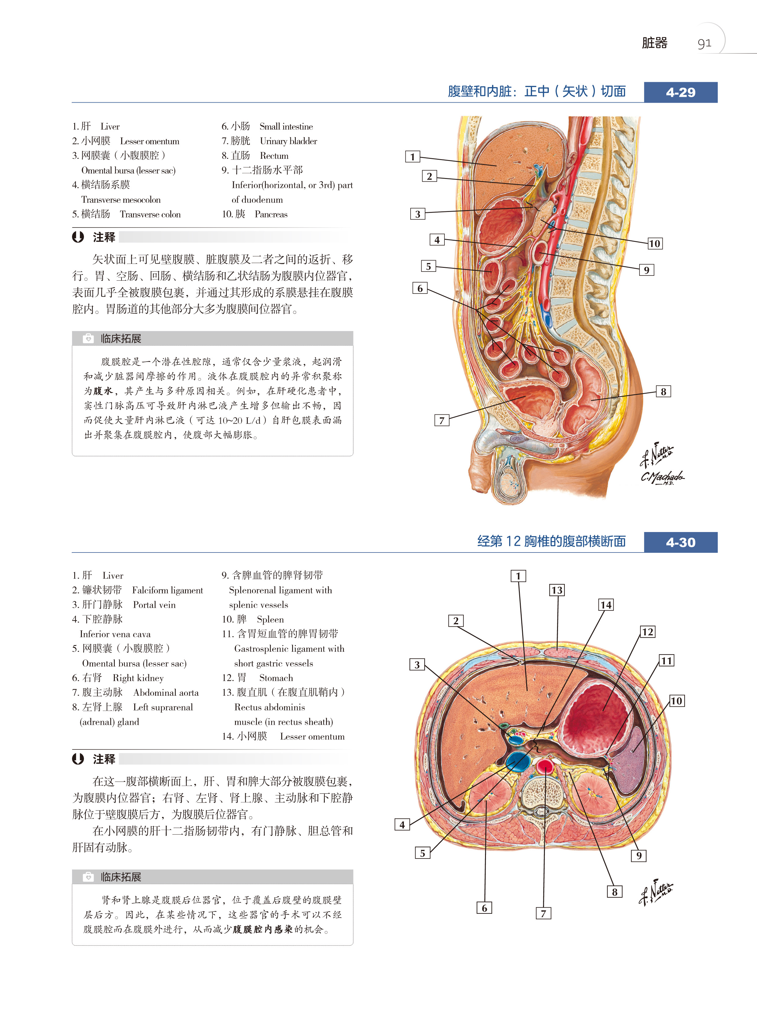 奈特简明人体解剖学图谱