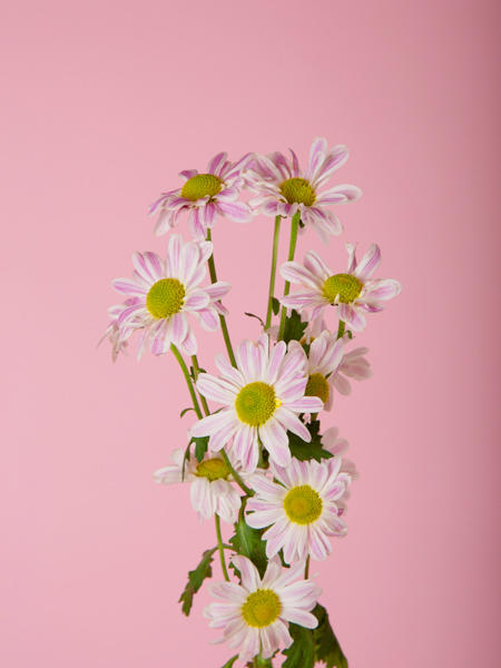 进口小菊 商品图1