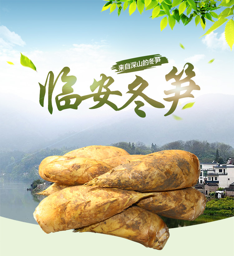 素中鲜食临安新鲜小冬笋皮薄易剥脆嫩甘甜清香松脆好山好水出好笋