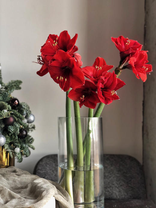 【周四秒杀】朱顶红2枝 59.8元 商品图0