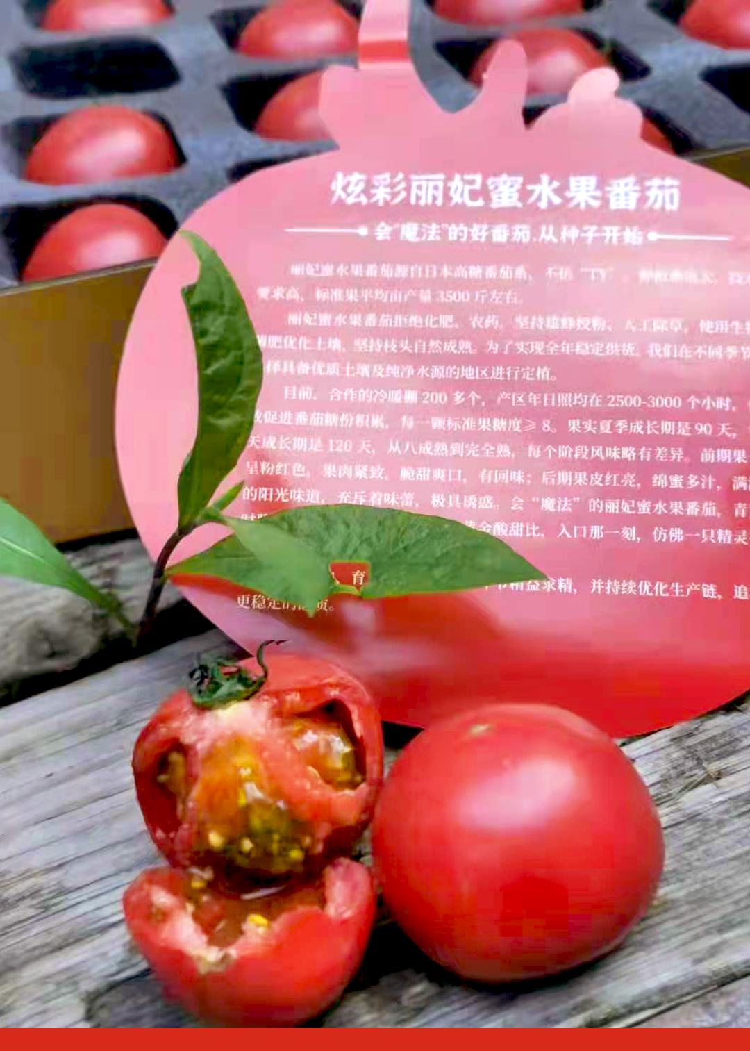 杞冠臻选炫彩丽妃蜜手提礼盒番茄35斤箱顺丰直达全国可发货